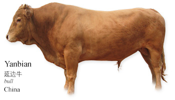 Yanbian 延边牛 -bull- China