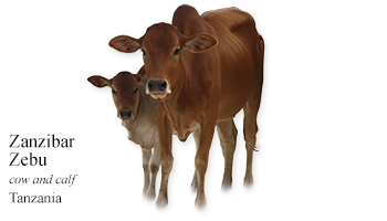 Zanzibar Zebu -cow and calf- Tanzania