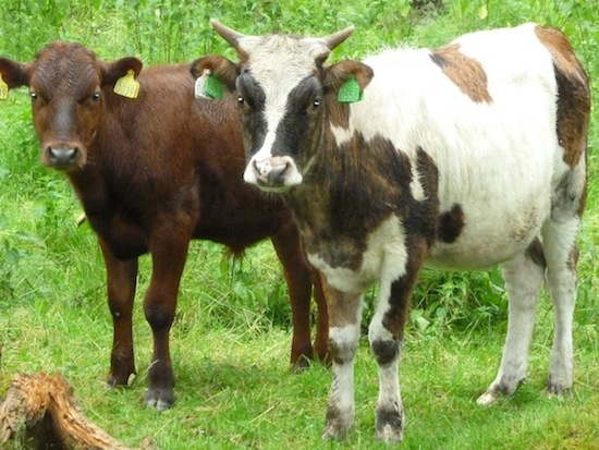 Dølafe calf ©2012 Elisabeth Bergsland Dølafe_2 ©2012 Elisabeth Bergsland