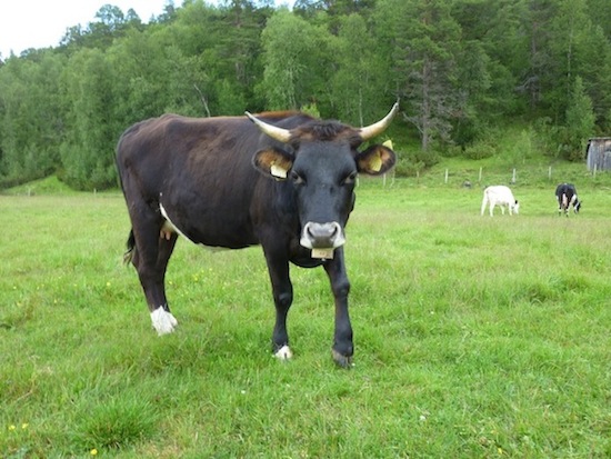 Dølafe cow ©2012 Elisabeth Bergsland Dølafe_1 ©2012 Elisabeth Bergsland