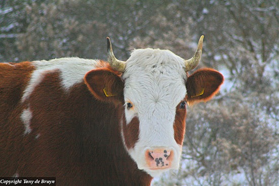 MRIJ_1 ©2010 Tony de Bruyn