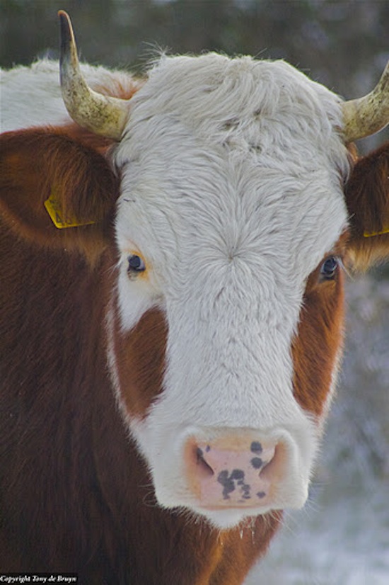 MRIJ_1 ©2010 Tony de Bruyn