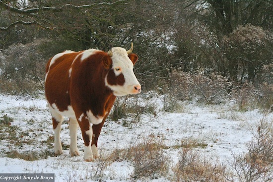 MRIJ_1 ©2010 Tony de Bruyn