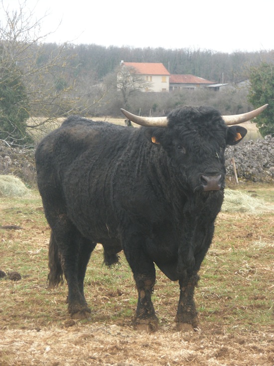 Black Salers - bull - France Black Salers - bull - France