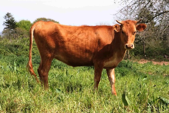 Froment du Léon - heifer - France