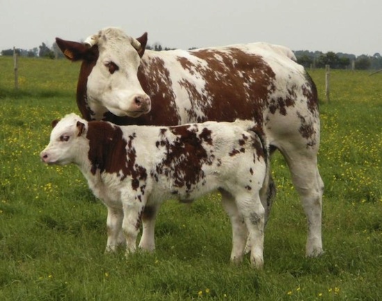 Saônoise - cow and calf - France
