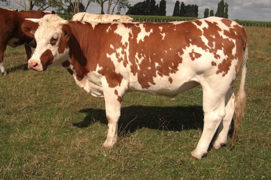 Saônoise - cow - France