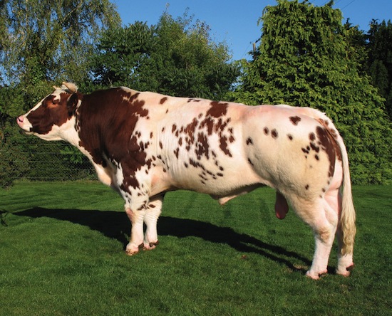 Saônoise - bull - France