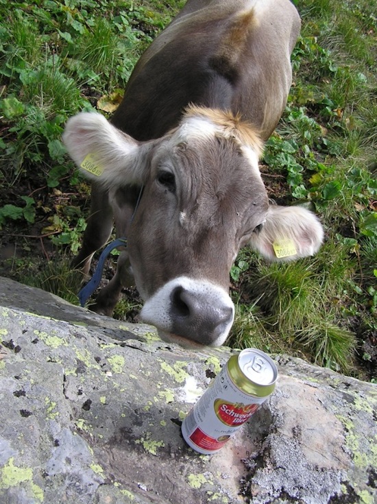 a beer for a cow ©2008 Micke/Fuchs