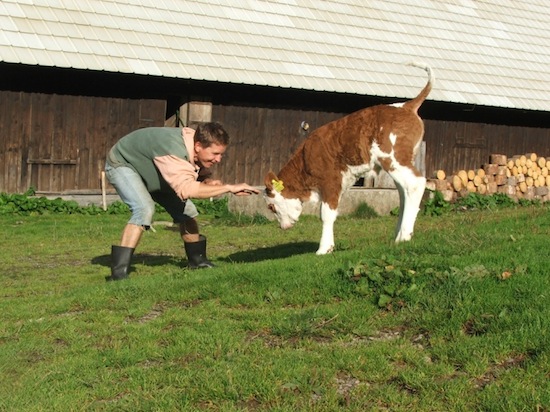 calf school ©2008 Micke/Fuchs calf school ©2008 Micke/Fuchs