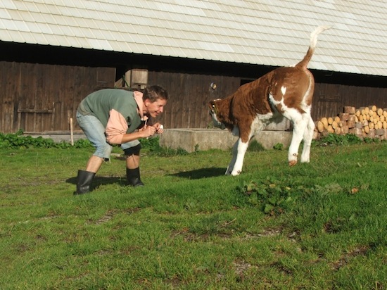 calf school ©2008 Micke/Fuchs