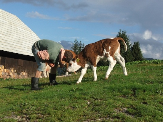 calf school ©2008 Micke/Fuchs