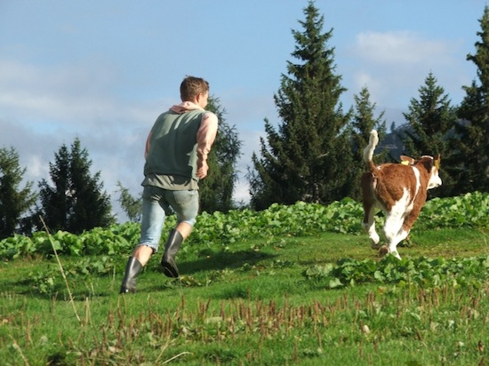 calf school ©2008 Micke/Fuchs