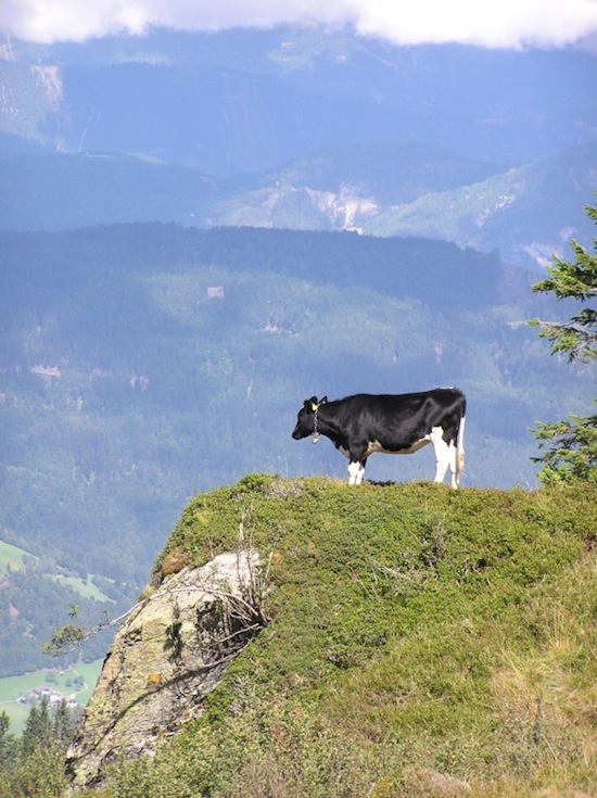 deep cow thoughts ©2008 Micke/Fuchs deep cow thoughts ©2008 Micke/Fuchs