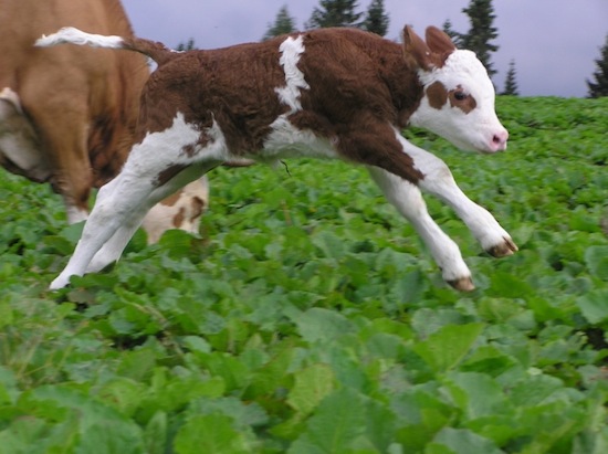 free range calf joy ©2008 Micke/Fuchs free range calf joy ©2008 Micke/Fuchs