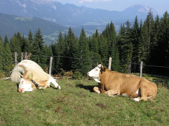 itchy cow sister ©2008 Micke/Fuchs itchy cow sister ©2008 Micke/Fuchs