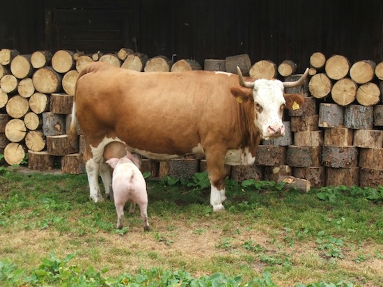pig drinking from cow ©2008 Micke/Fuchs pig drinking from cow ©2008 Micke/Fuchs