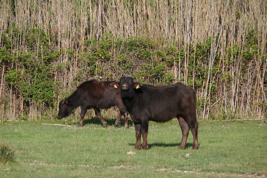 European buffalo ©2011 Gilles Prince European buffalo ©2011 Gilles Prince