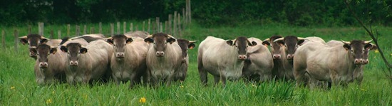 Bazadais ©2009 Gilles Prince