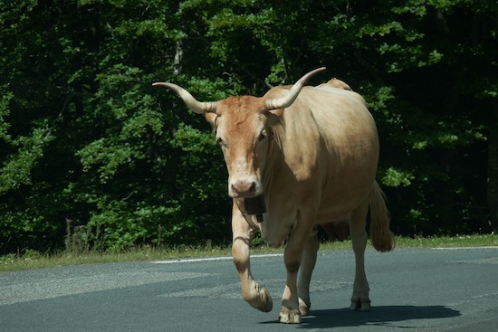 Béarnaise ©2012 Gilles Prince Béarnaise ©2012 Gilles Prince