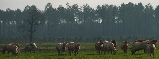 Blonde d'Aquitaine ©2012 Gilles Prince