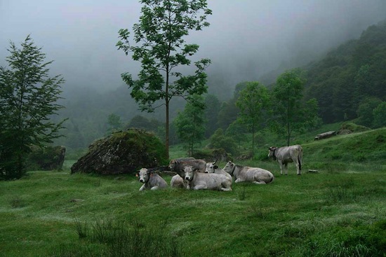 Gasconne ©2008 Gilles Prince