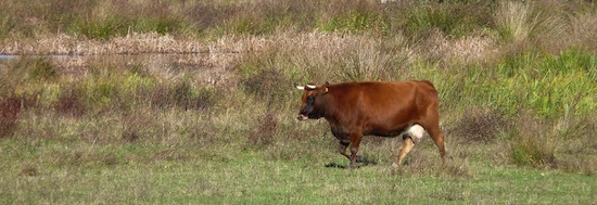 Marine Landais_2 ©2012 Gilles Prince Marine Landais_2 ©2012 Gilles Prince