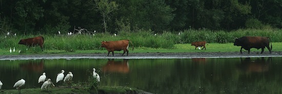 Marine Landais_3 ©2012 Gilles Prince Marine Landais_3 ©2012 Gilles Prince
