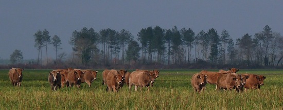 Parthenais_2 ©2012 Gilles Prince Parthenais_2 ©2012 Gilles Prince