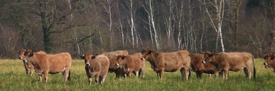 Parthenais_3 ©2012 Gilles Prince Parthenais_3 ©2012 Gilles Prince