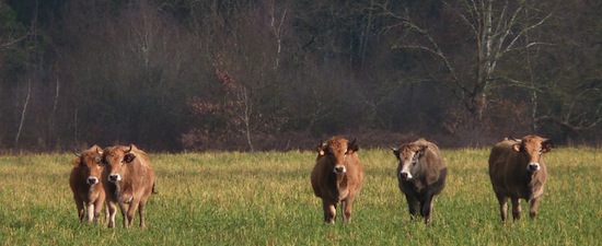 Parthenais_4 ©2012 Gilles Prince Parthenais_4 ©2012 Gilles Prince