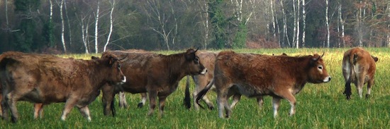 Parthenais_5 ©2012 Gilles Prince Parthenais_5 ©2012 Gilles Prince