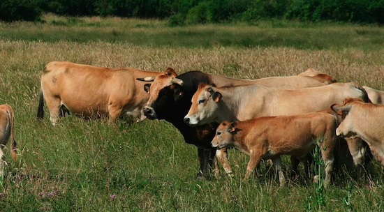 Parthenais ©2009 Gilles Prince Parthenais ©2009 Gilles Prince