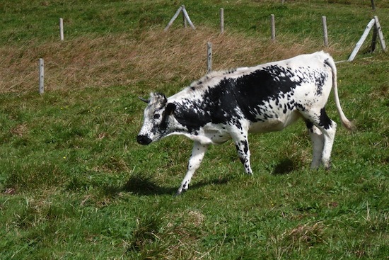 Vosgienne ©2010 Gilles Prince Vosgienne ©2010 Gilles Prince