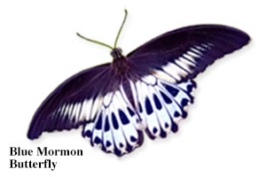 Blue Mormon Butterfly